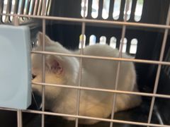 -伟伟宠物医院·CT影像中心·瑞派犬猫综合性门诊(汉口总院)