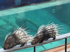 -清迈夜间动物园