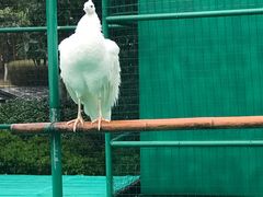 -香宫中餐厅 · 桂林香格里拉