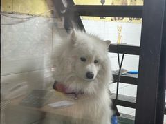 -酷狗靓猫宠物·洗护·美容·寄养(航北路店)