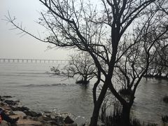 -宝安西湾红树林湿地公园