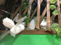 -李小姐の猫咖啡馆(五角场店)
