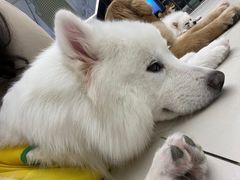 -怪兽屋·羊驼·猫咖·狗咖(俊华广场店)