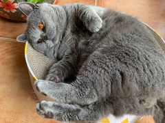-美联众合宠物医院·爱萌分院·内外科·猫科中心