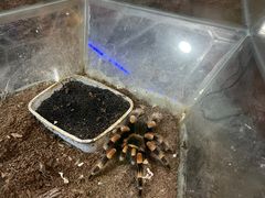 -上海大自然野生昆虫馆(东方明珠·爬宠昆虫探索中心)