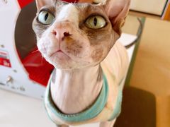 -猫在这儿猫咪咖啡馆·撸猫馆