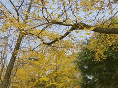 -四川大学(望江校区)