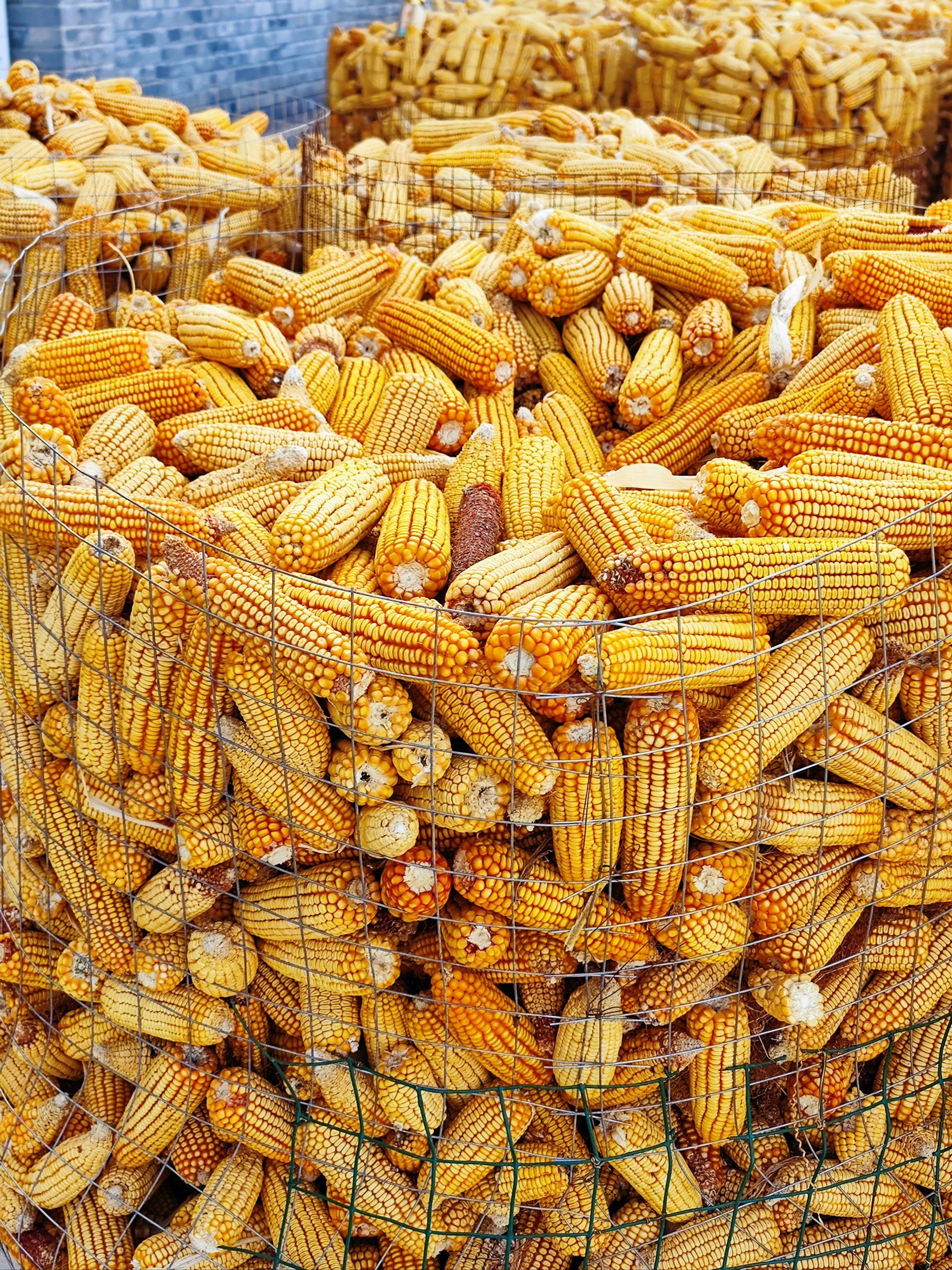 玉米垛起来形成一个个圆仓,是那样的多姿多彩,就像一座座小山