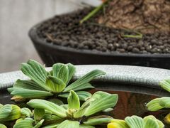 -813芭依珊 BAESAn(皇冠十畝地店)