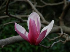 -中国科学院华南植物园