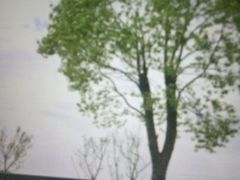 -武汉紫薇都市田园