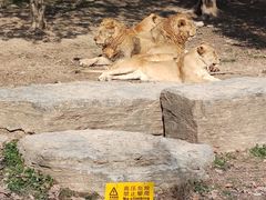 -上海野生动物园