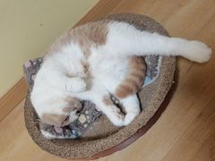 -Meowの猫咖(万家丽店)