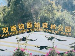 -西双版纳原始森林公园