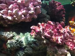 -暹罗海洋世界
