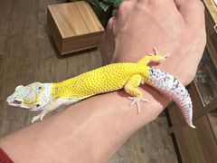 -酷以爬仙阁实体爬宠店·守宫·蜥蜴·专业繁育