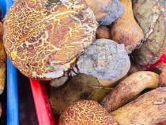 -云南木水花野生菌交易中心