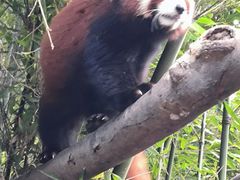 -都江堰中华大熊猫苑