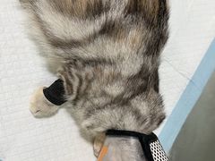 -宠宠动物医院(金鸡岭街店)