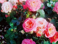 -人民公园(罗湖区)