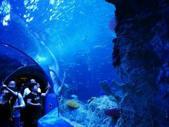 -芜湖新华联大白鲸海洋公园