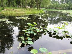-微山湖红荷湿地景区