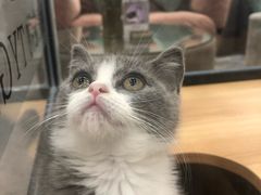 -袖虎·猫馆(体育西路店)