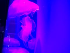-瑞普利水族馆