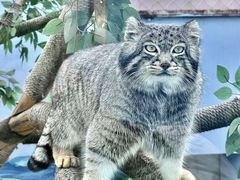 -青藏高原野生动物园