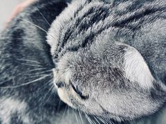 -爱洗澡的猫(望京店)