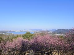-香雪海