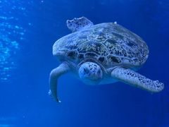 -太平洋海底世界