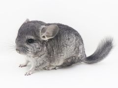 -龙猫仔乐园(惠福东路店)