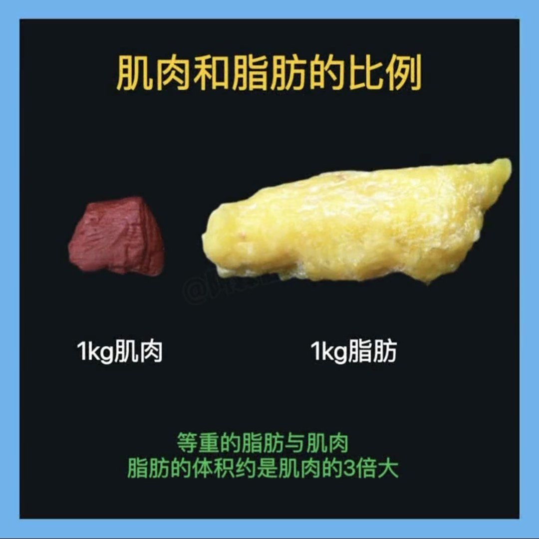 肌肉vs脂肪