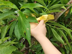 -南汇新场正宗水蜜桃采摘