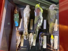 -东京国立博物馆