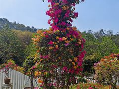 -东莞植物园