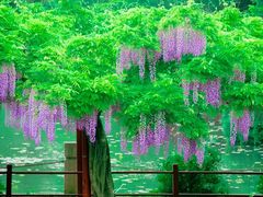 -嘉定紫藤园