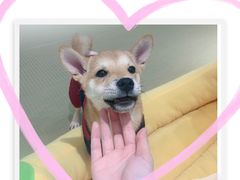 -逗柴咖啡屋·狗咖猫咖宠物桌游