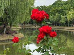 -上海鲜花港