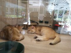 -飞行喵MR PILOT|猫舍·猫咖(静安大融城店)