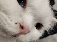 -楼上猫咖(罗湖店)