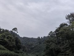 -礼耕堂·百年茶人餐厅(梅家坞店)
