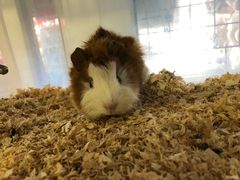 -钓仓鼠(洋桥北里小区店)