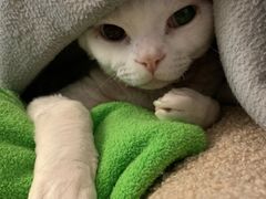 -70cat德文卷毛猫·缅因猫纯种猫舍
