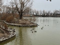 -盐城丹顶鹤湿地生态旅游区