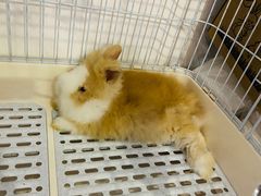 -猫猫幼稚园·撸猫·桌游·电玩