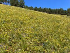 -莫尔道嘎国家森林公园