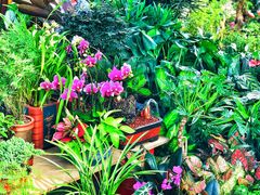 -中环花鸟鱼虫市场