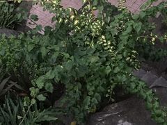 -晓港公园